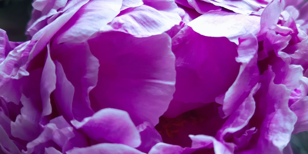 Cœur de pivoine - Bouquet de fête des mères - Martine Le Jossec 31 mai 24