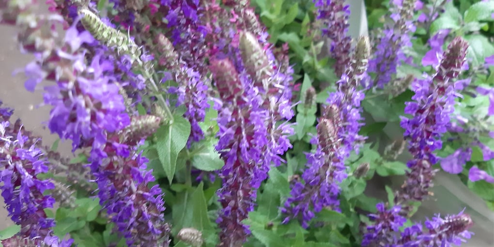 Marché aux fleurs de l'ile de la Cité - Paris 11 juin 2024 - Martine Le Jossec