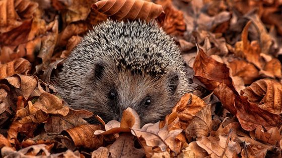 Un hérisson préparant son nid pour l'hiver