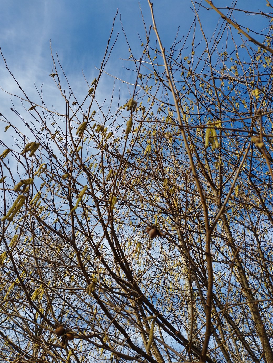 Une pluie de chatons !
