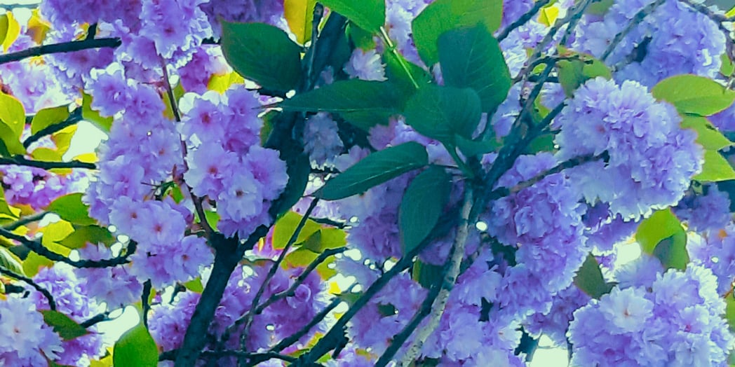 A Pantin le 11 avril 2024 - Photo by moi, retouchée by moi-même