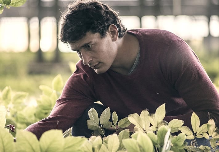 Yannick Jauzion au milieu de la culture de ginseng à Seysses, près de Toulouse 