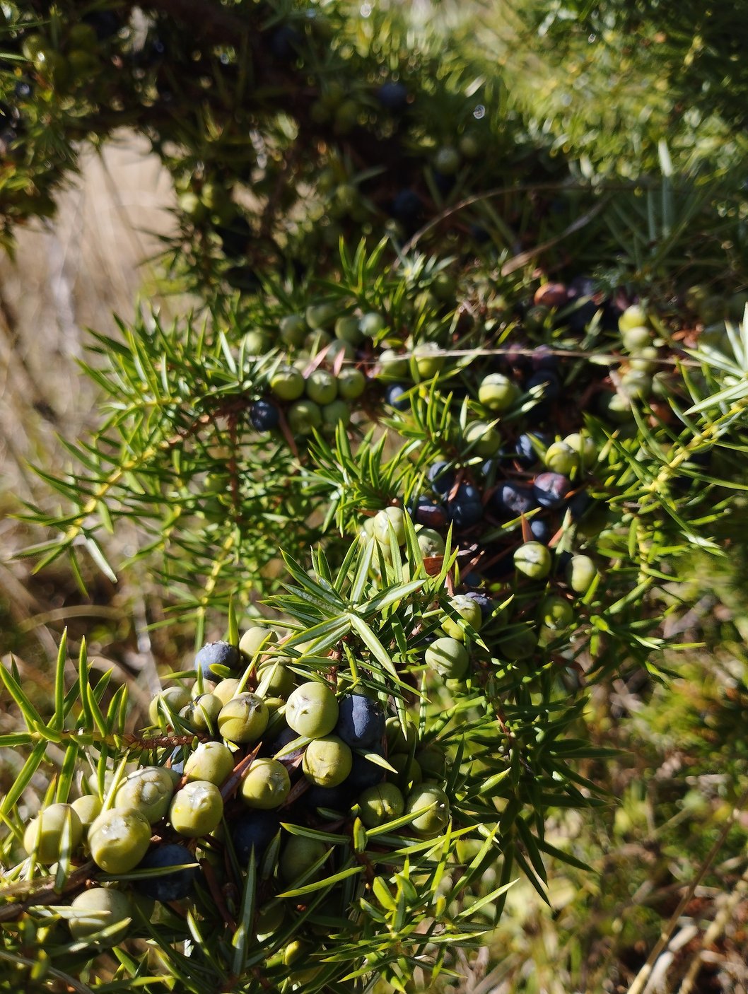De bien jolies galbules ! (Voyez vous les trois écailles ?)