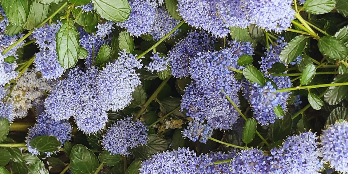 Sur un trottoir de Lille - Martine Le Joosec mai 2024