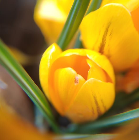 et déjà, le printemps s'annonce !