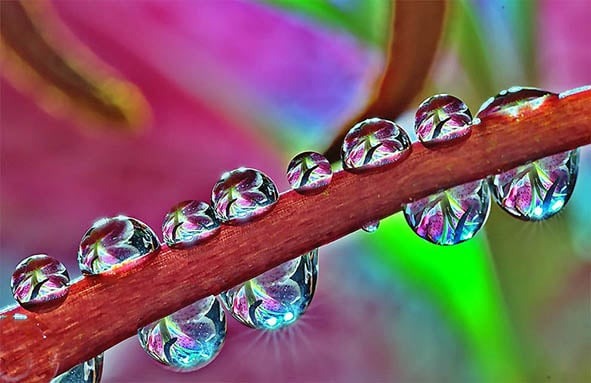 Concours World in Macro de GuruShots - ©Nick T. Canada