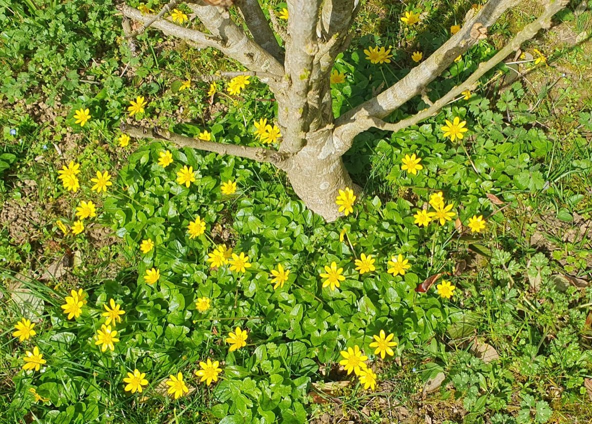 Photo © - photo La Gazette Libre du Lauragais 