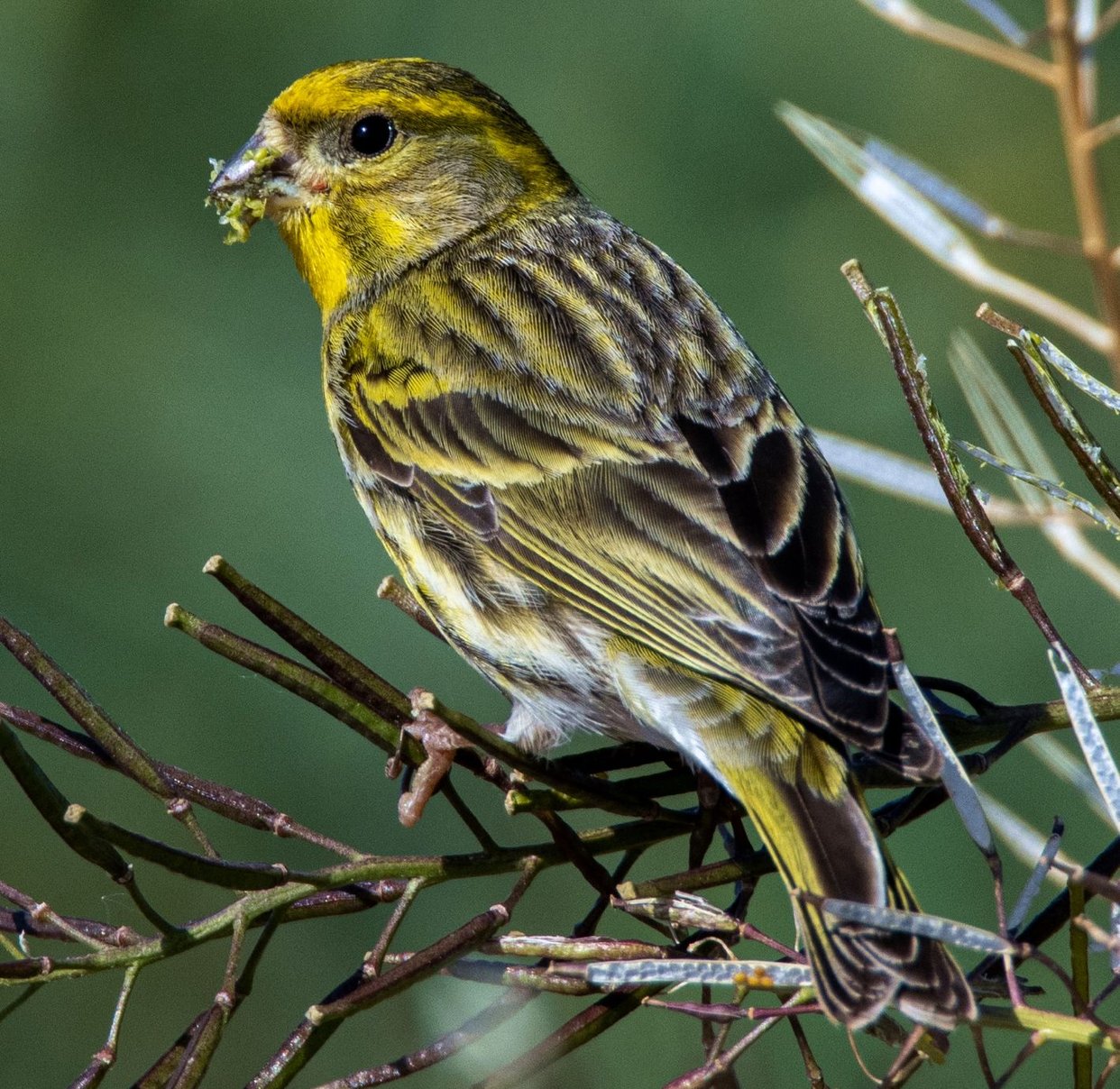 L'oiseau serin cini, qui fait partie des espèces protégées menacées par le projet. (Photo Simon Bugnon ANB)