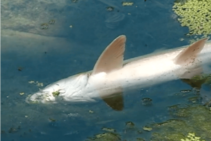 La fuite de colorant en 2017  a provoqué la mort de "tonnes de poissons" selon Jacques Astier.