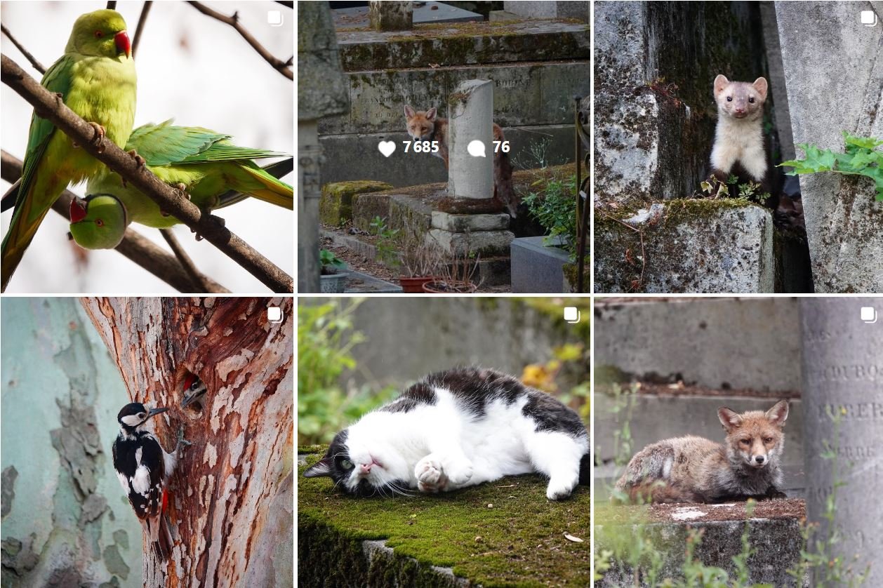 Aperçu du compte Instagram géré par Benoit Gallot