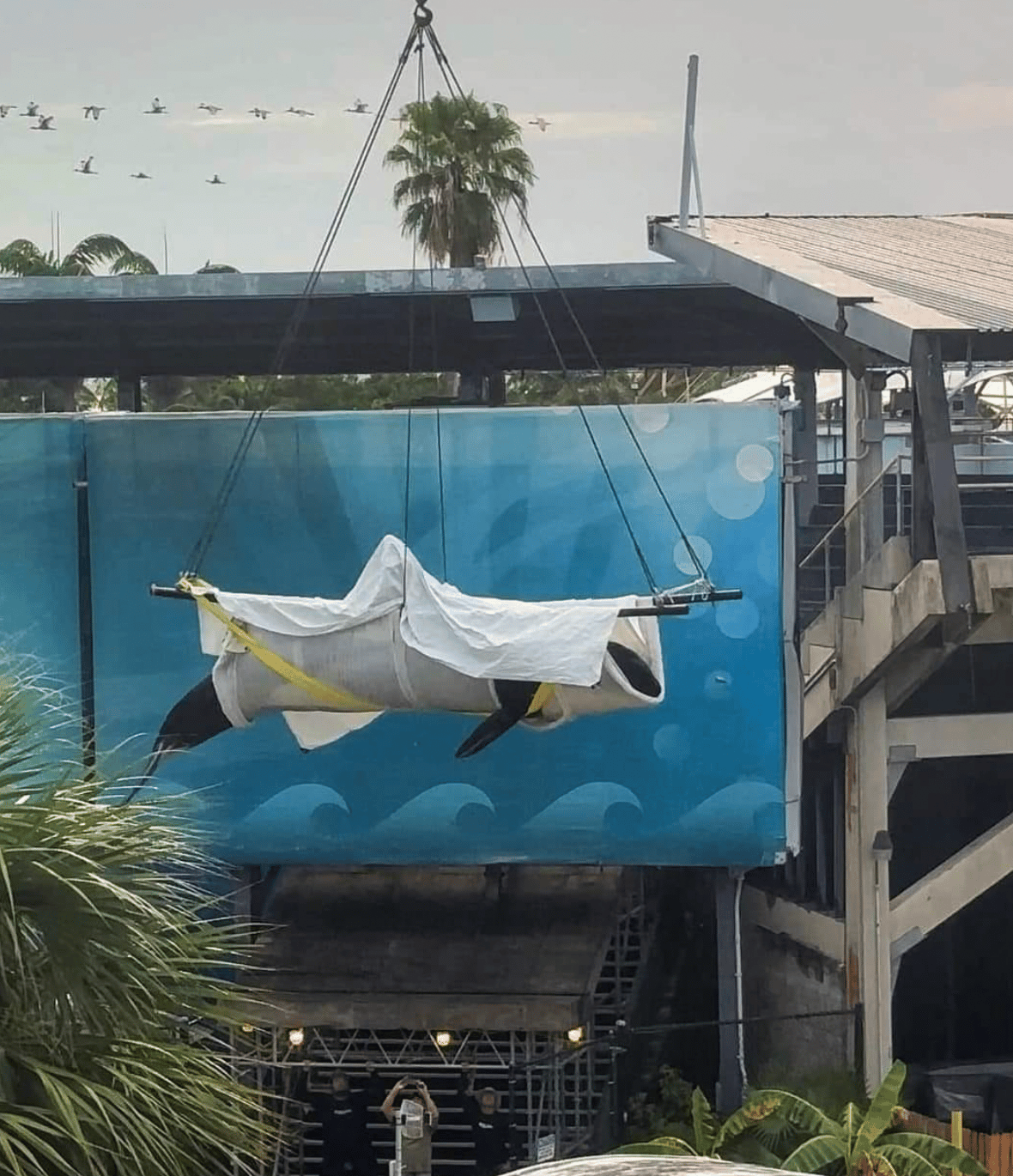 Le cadavre de Lolita est évacué avec une grue. Son décès serait dû à une "infection rénale" selon le parc.