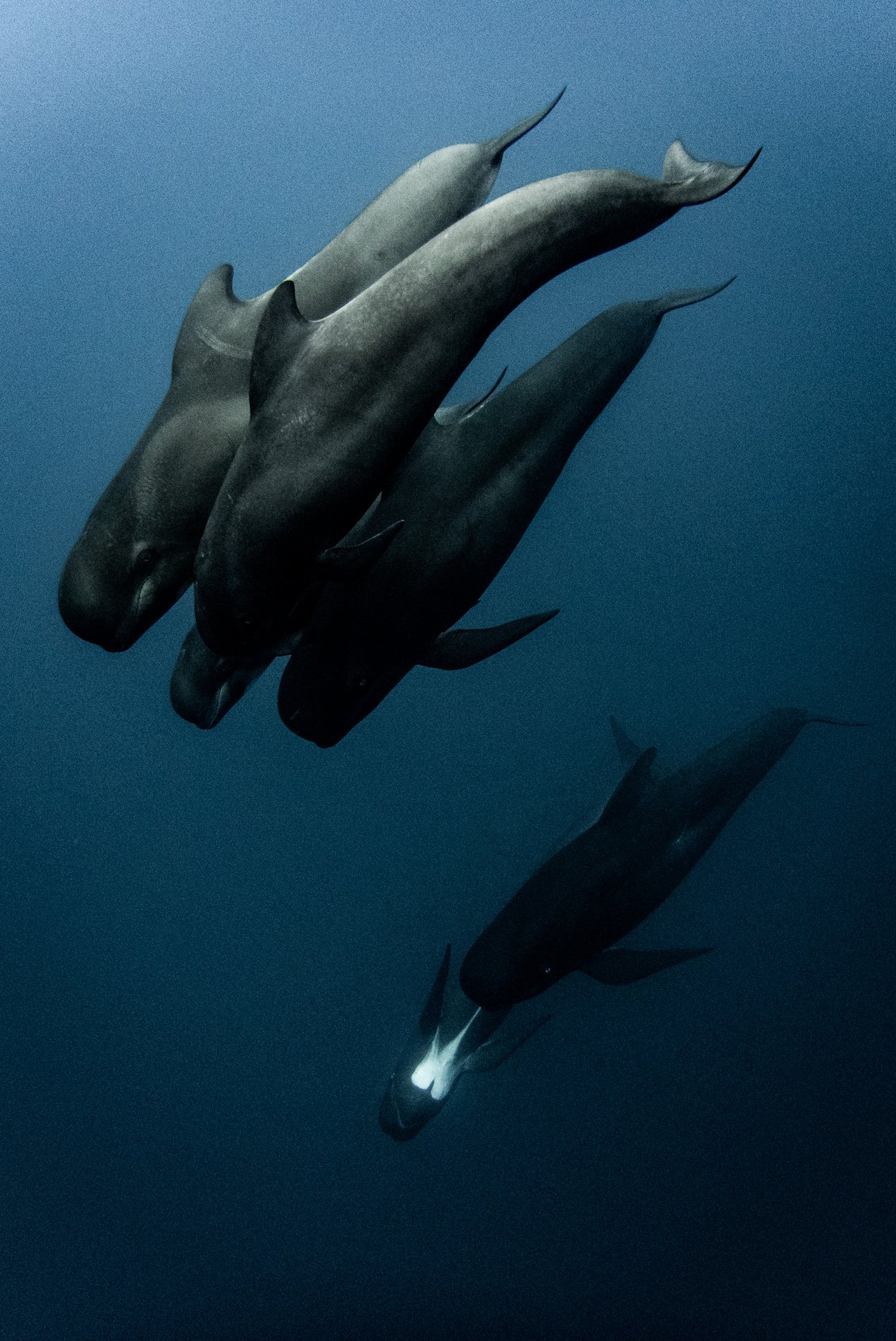 Un groupe de dauphins globicéphales, au large de Nice.