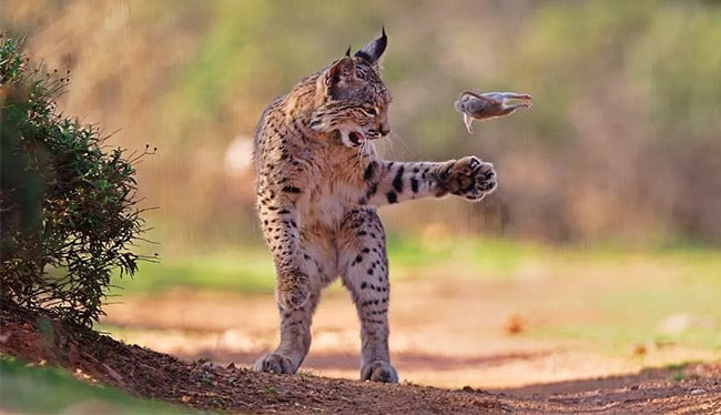 « Flying Rodent » du photographe autrichien Josef Stefan : un jeune lynx jouant avec un rongeur.