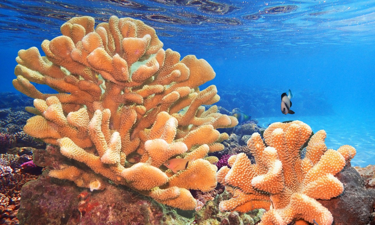 Crédit : Shutterstock