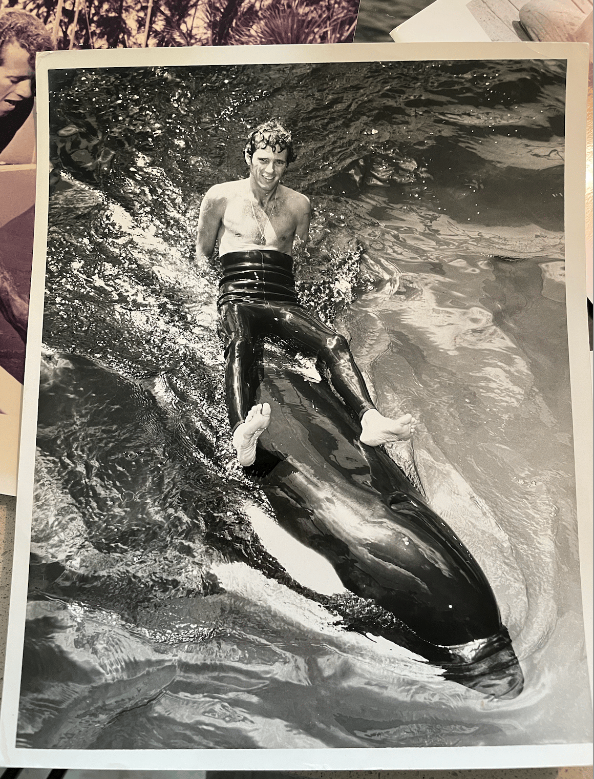 Ric O'Barry, à l'époque où il était dresseur au Seaquarium de Miami, assis sur l'orque Hugo, qui fut un temps compagnon de captivité de Lolita. (photo personnelle Ric O'Barry)