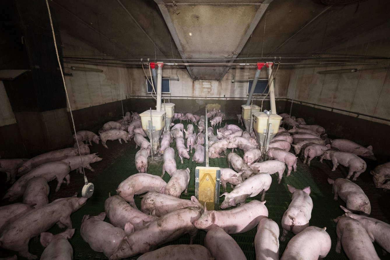 Les cochons vivent dans une promiscuité extrême et n'ont jamais accès à l'extérieur. (photo L214)