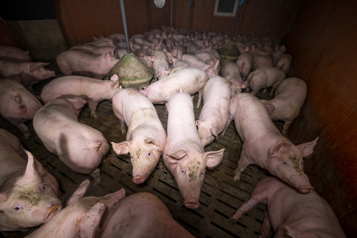 Un enclos d'engraissement à l'intérieur de l'élevage de Corbeil. (photo L214)