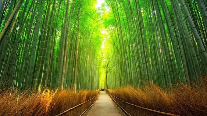La forêt de bambous de Sagano, Kyoto - Japon