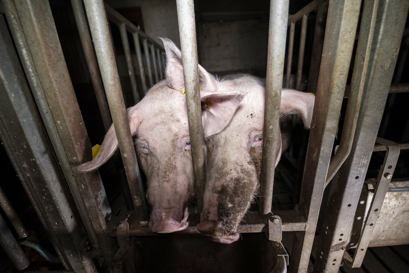 La détresse se devine dans le regard des cochons de l'élevage de Corbeil, dans la Marne. (photo L214)