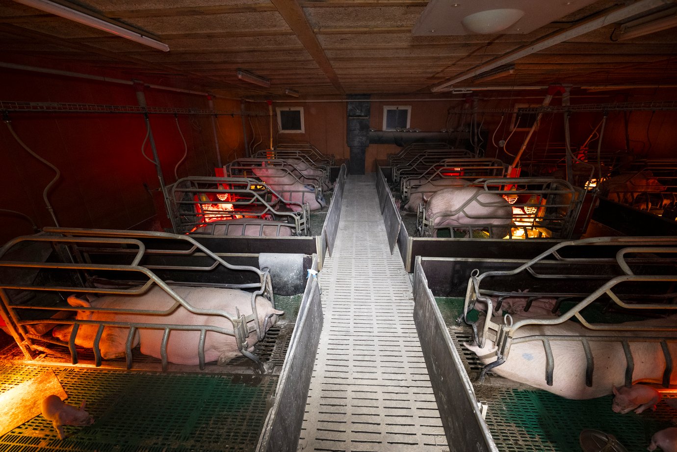 Cages de mise-bas. Cette partie de l'élevage est appelée "maternité". (photo L214)