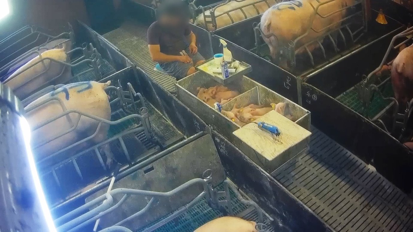 Arrêt sur image de la vidéo de L214, où l'on voit un employé en train de castrer les porcelets sans anesthésie. (image L214)
