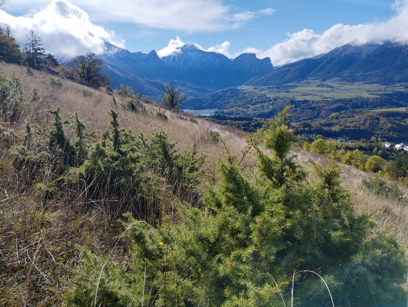 Un des lieux où trouver du Genévrier : une pâture abandonnée en voie d'embroussaillement, à 1000m d'altitude