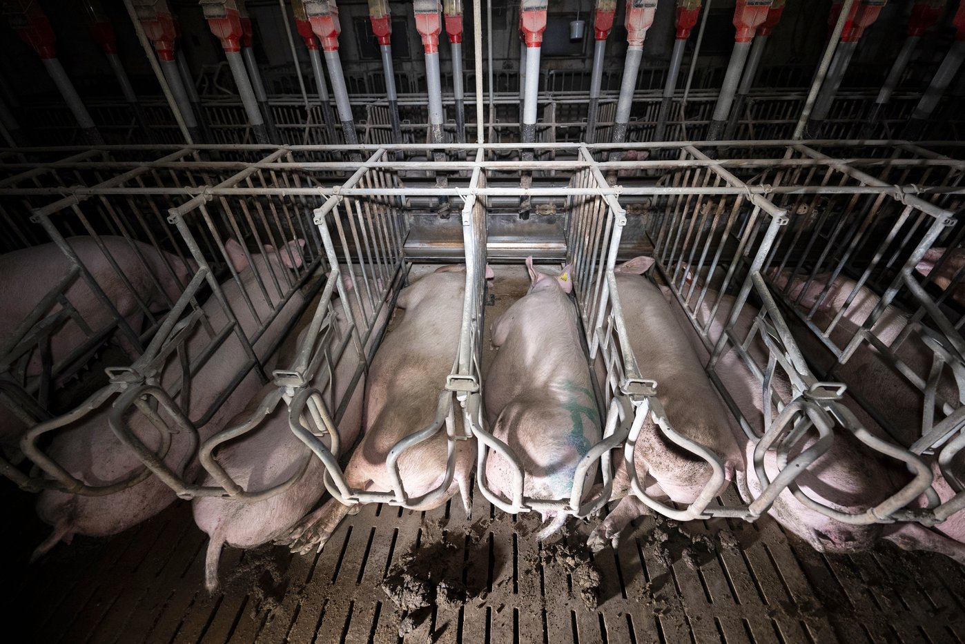 Cages d'insémination pour les truies. (photo L214)