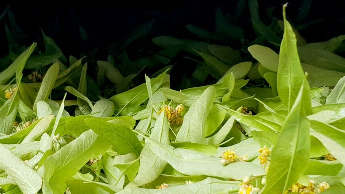 Le séchoir se remplit de l'odeur délicieuse des inflorescences de Tilleul