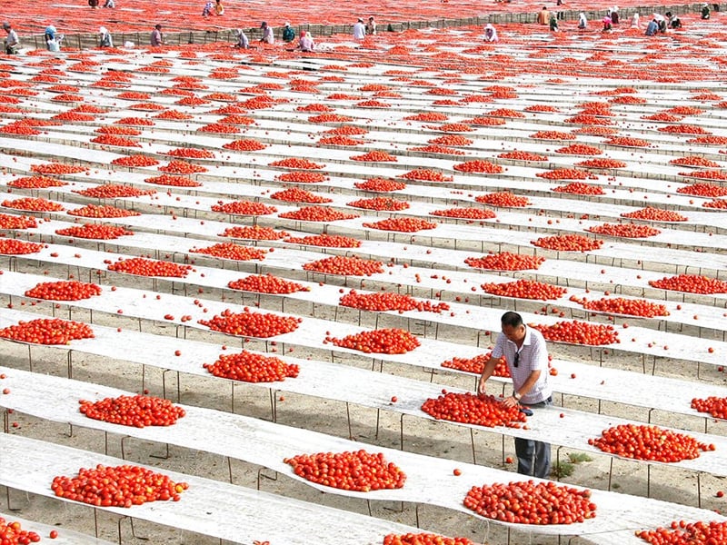 Production de tomates dans le Xinjiang ©Claudia Cheung / Flickr