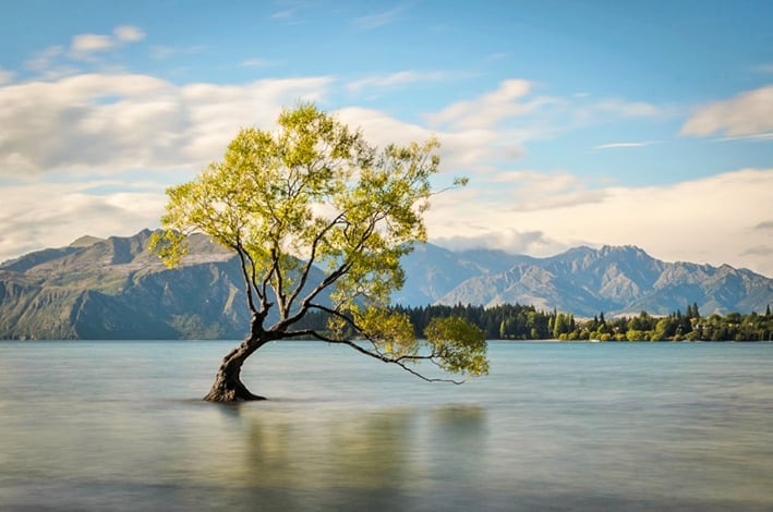 © Youenn HAZO – l’arbre de Wanaka sur l’île du Sud de Nouvelle Zélande