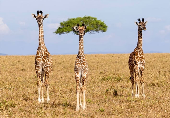 ©Dirk Koster - Nikon Comedy Wildlife Awards 2026