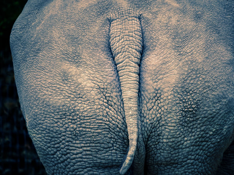 Cul d'éléphant. Je vous laisse imaginer son pouvoir. (Photo de Albrecht Frietz - Pixabay)