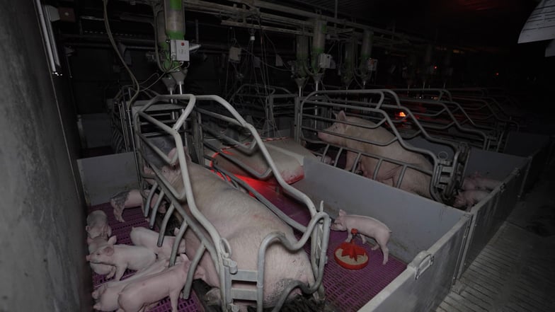 Image de la maternité porcine au coeur de la nouvelle enquête de L214 © L214