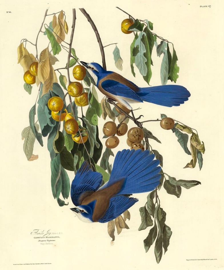 The birds of America de John James Audubon,1827-1838