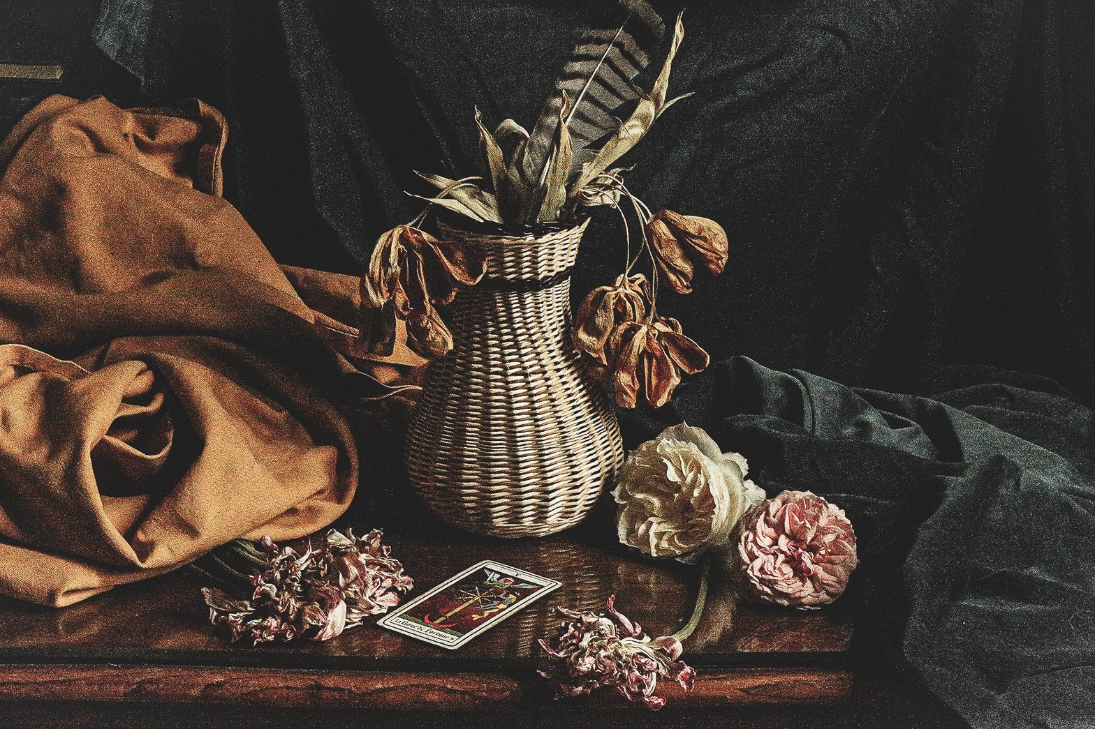 © Ampelopsis Photography