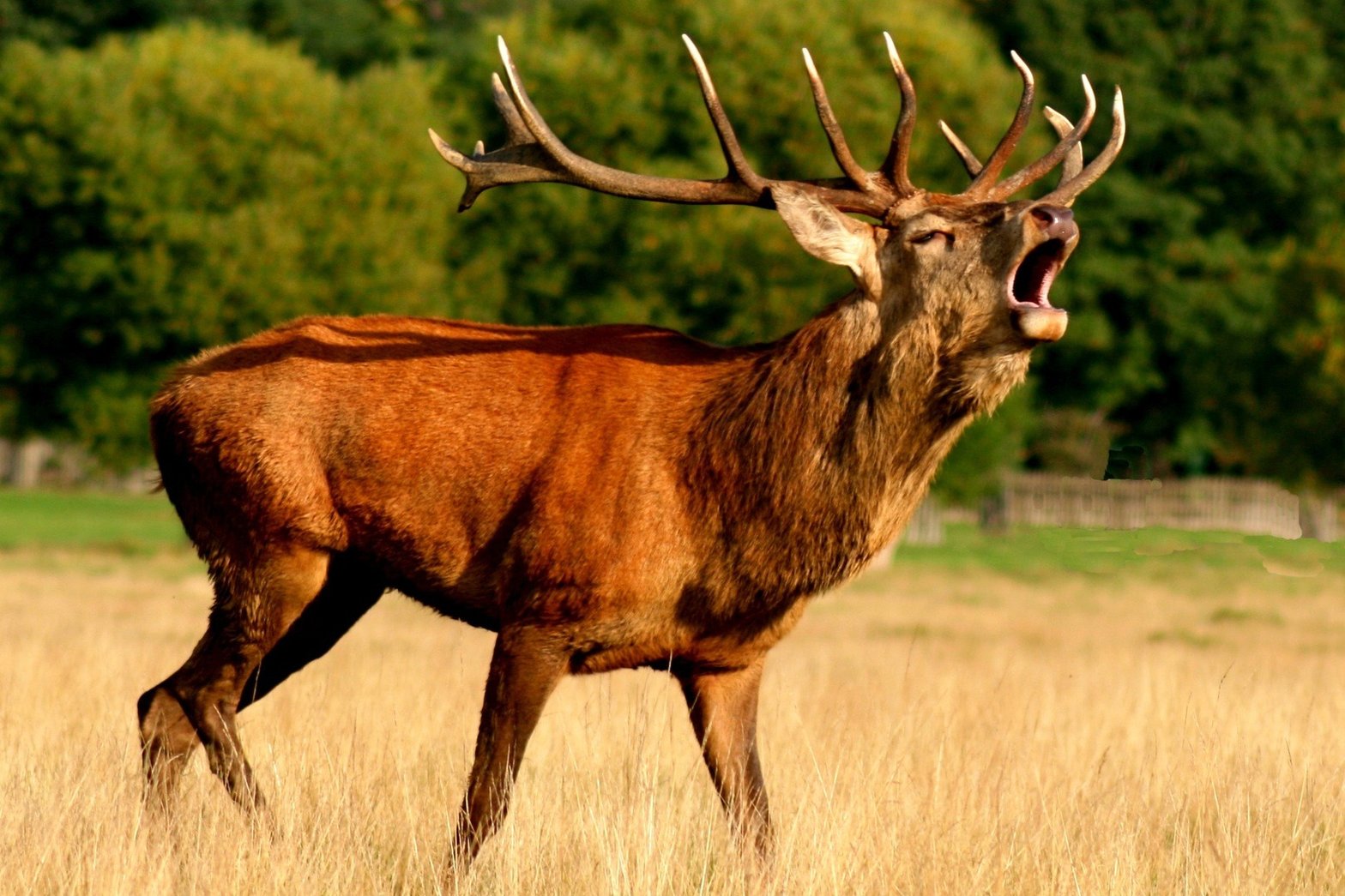 Un cerf élaphe (ou cerf d'Europe) © Chemin de Saint Guilhem