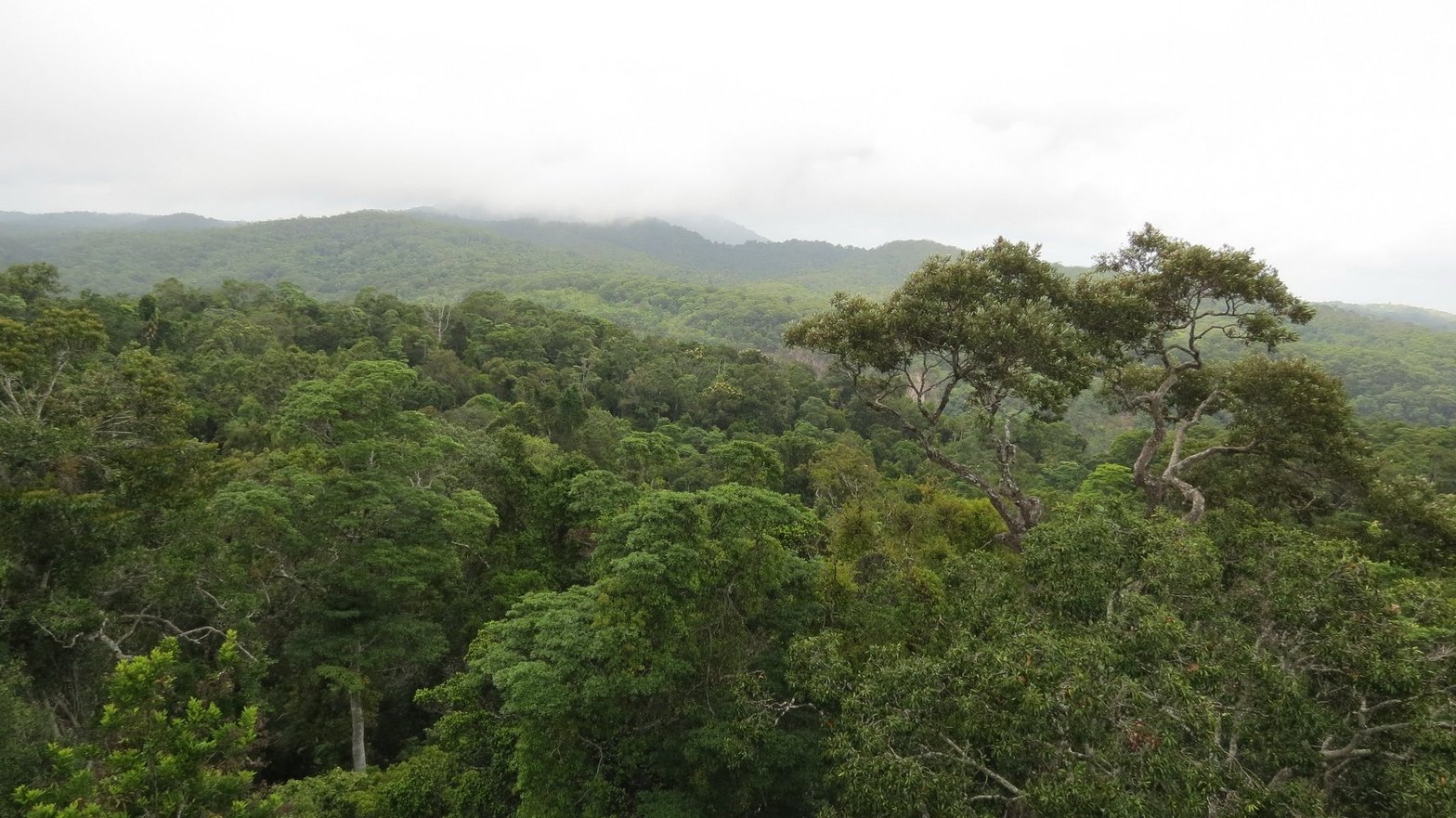 Une forêt tropicale dans l'état du Queensland, en Australie. © Bob Linsdell CC