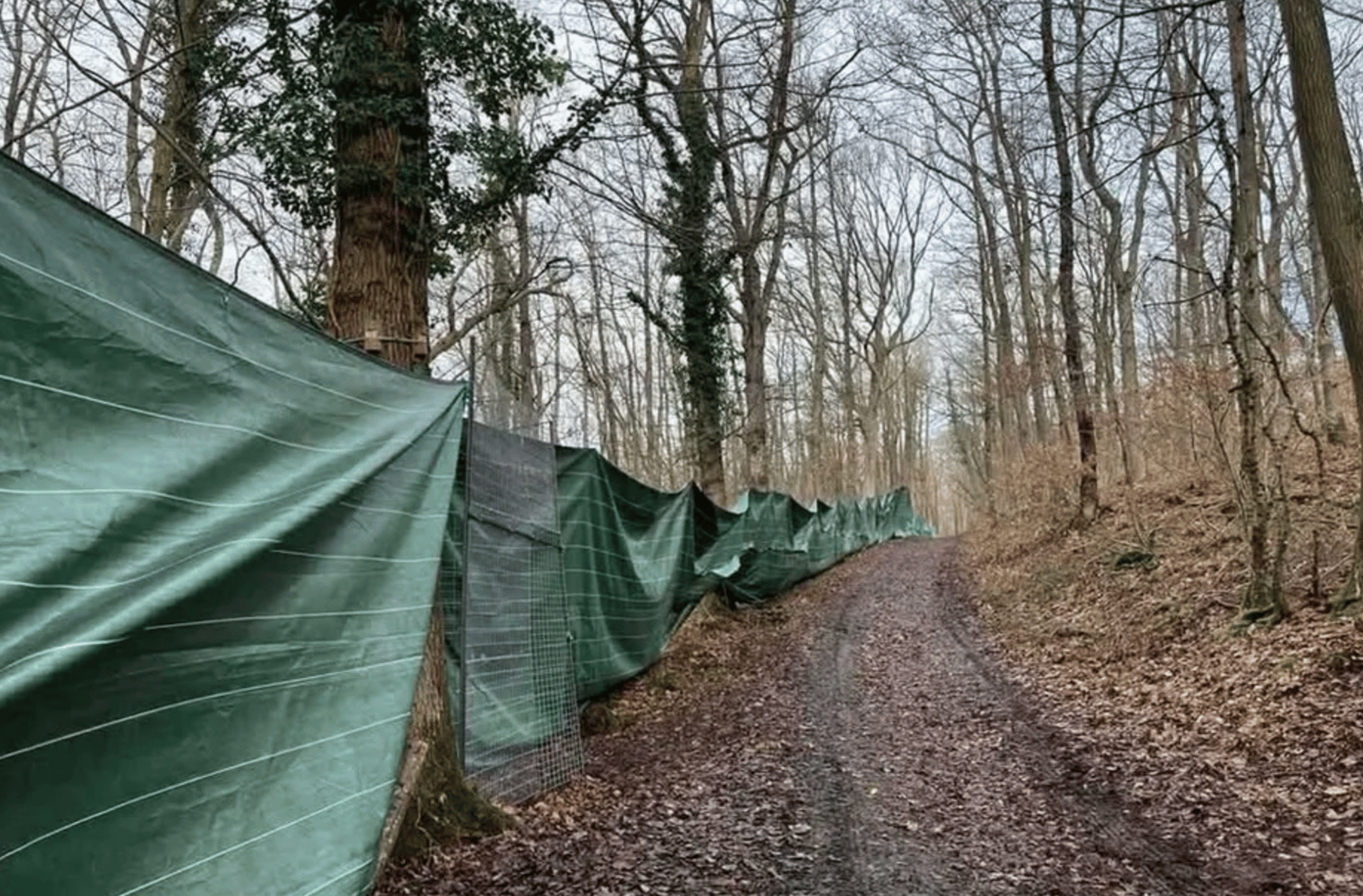 Les jours de chasse à courre, ce rideau d’1,7 kilomètre est déployé dans la forêt domaniale de Dreux. © AVA France