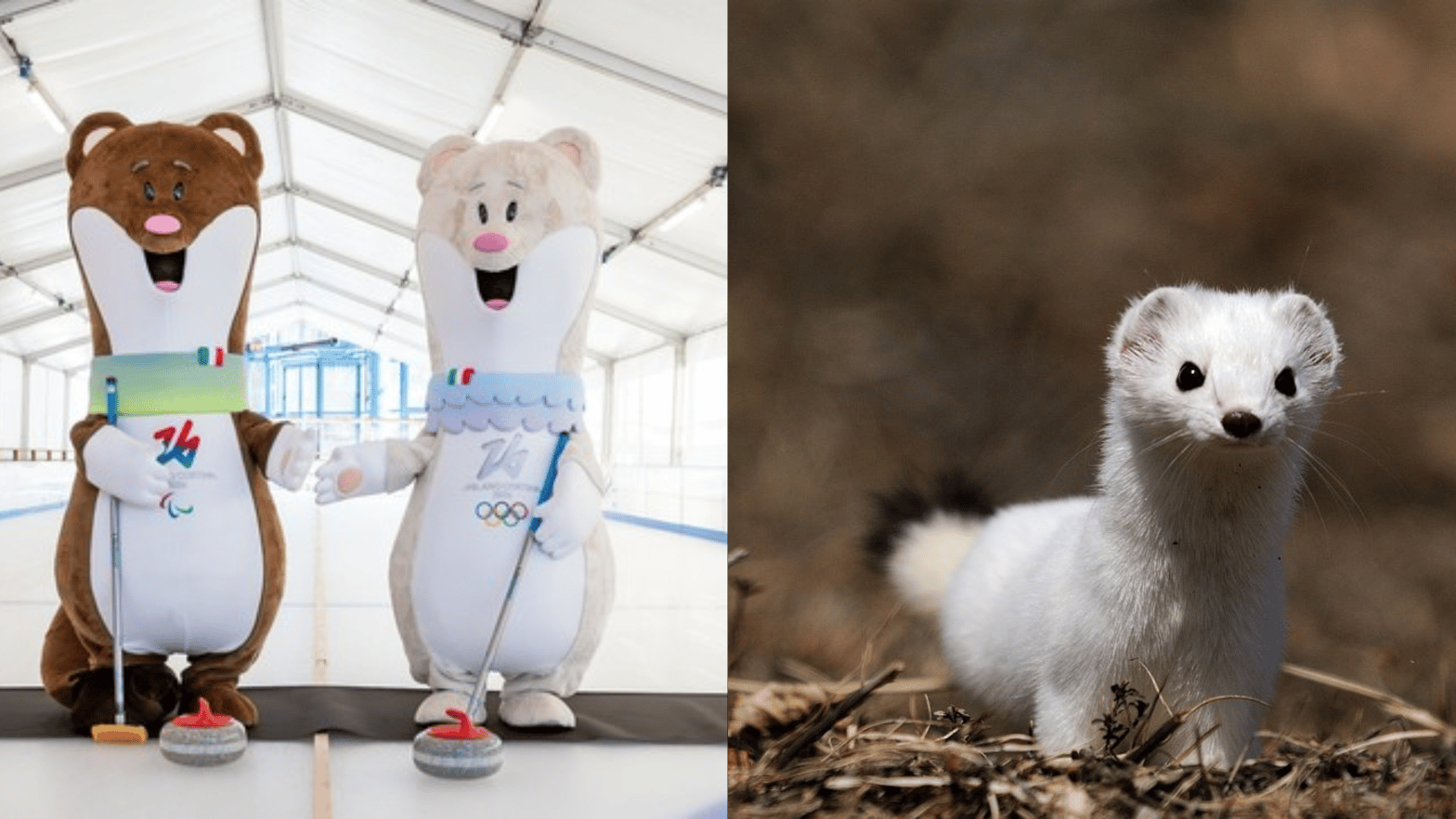 Selon une étude publiée fin 2024 dans l’International Journal of Climatology, la couverture neigeuse dans les Alpes italiennes a diminué de moitié au cours du dernier siècle. © Varesenoi & Parc national des Écrins