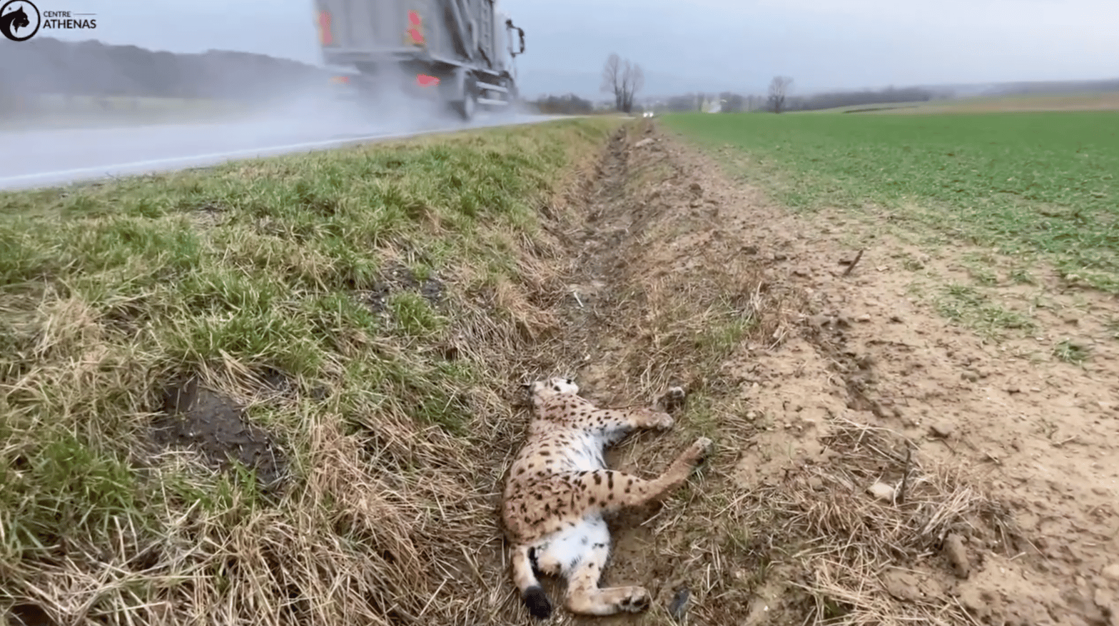 Depuis le début de l’année 2026, déjà deux lynx ont trouvé la mort sur les routes dans le massif du Jura. © Capture d’écran Centre Athénas 
