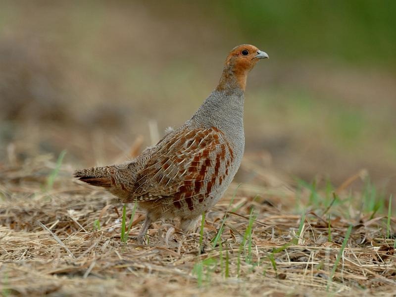 Les pesticides altèrent l’état de santé des perdrix grises, alerte une nouvelle étude scientifique. © EUNIS 