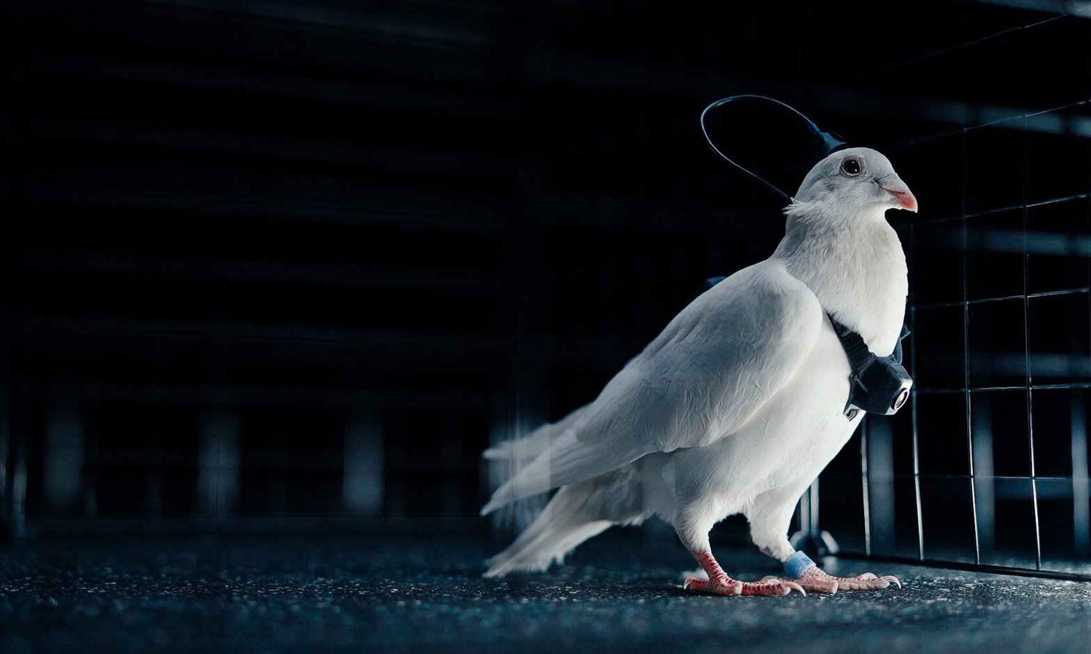 Une start-up russe développe des pigeons-drones grâce à des implants placés dans leur cerveau. © Neiry 