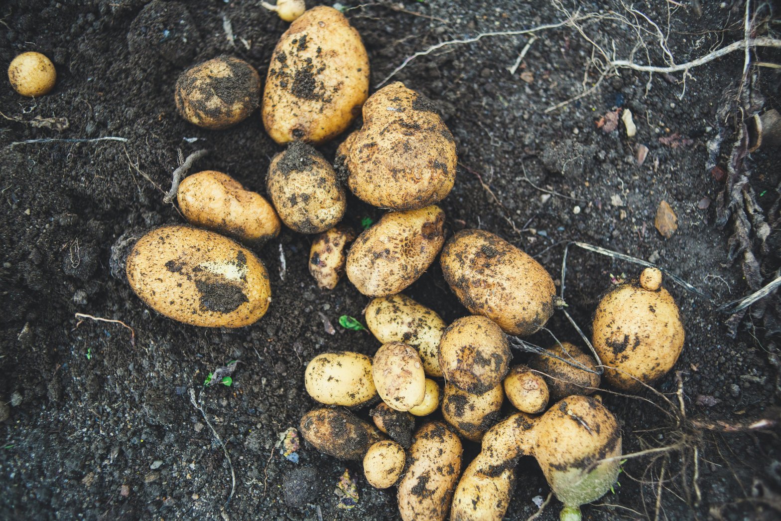 L'Europe est confrontée à une crise de surproduction de pommes de terre © Unsplash