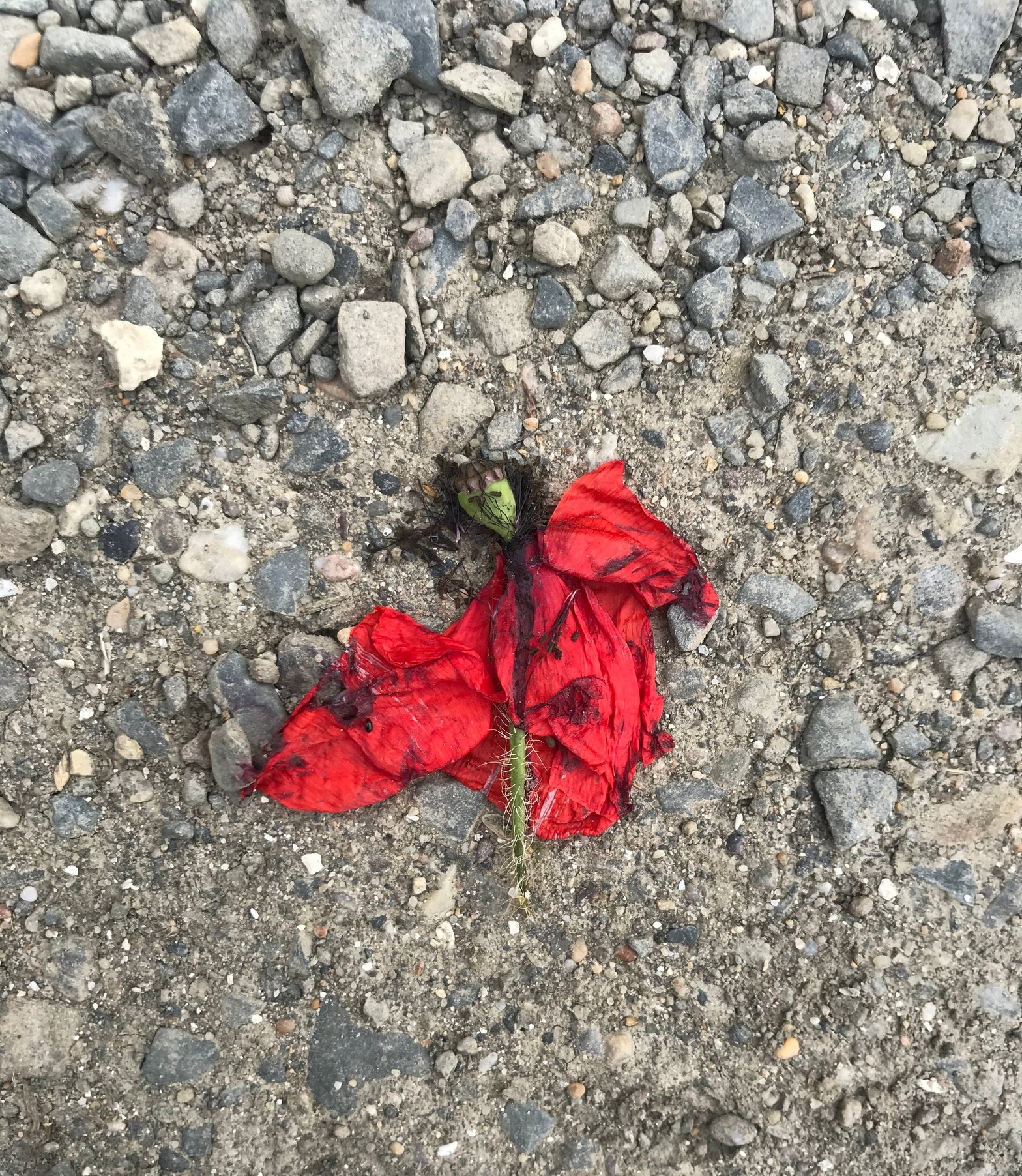 la danseuse de Flamenco @anne_soka