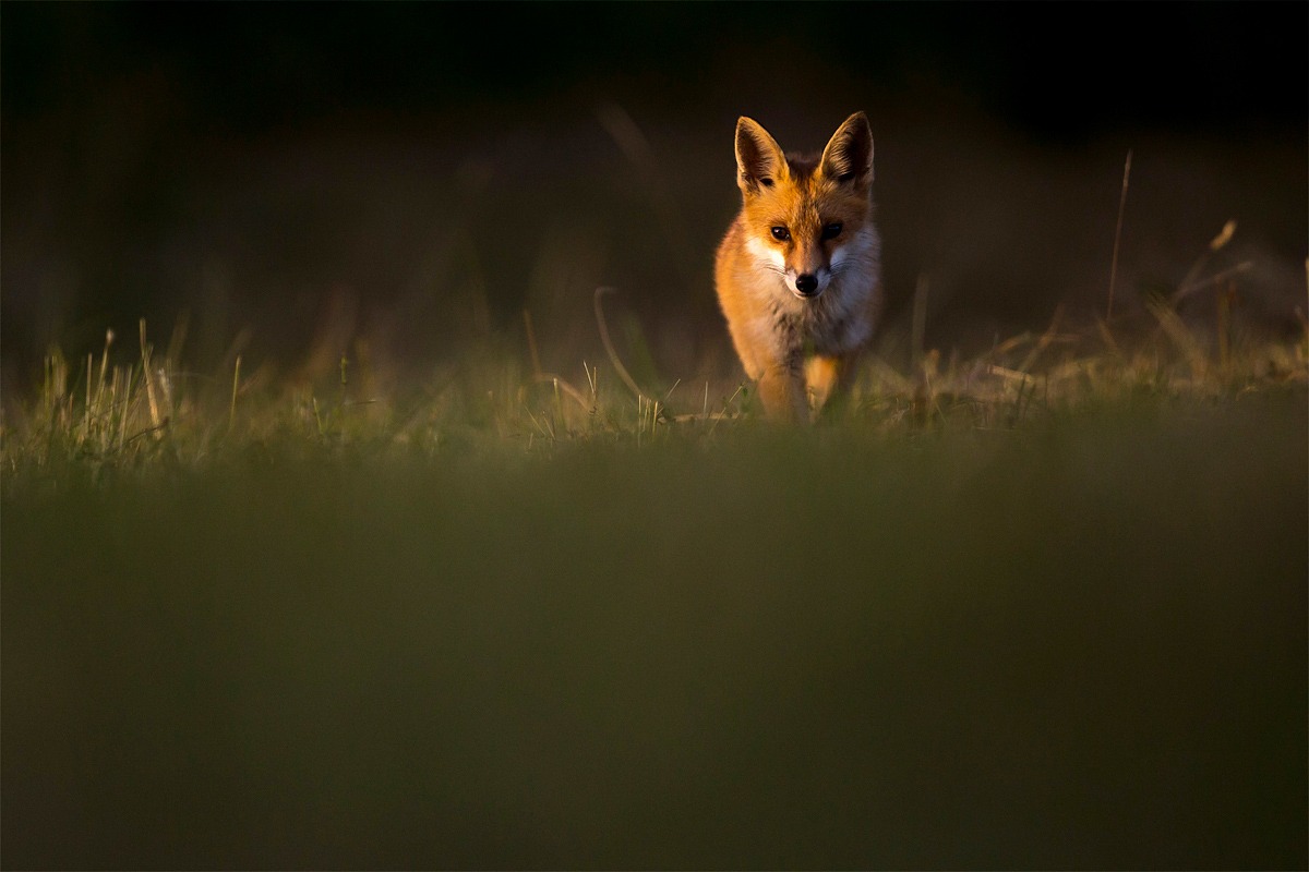 Un renard roux photographié dans le Jura par le photographe animalier et naturaliste Guillaume François. © Guillaume François