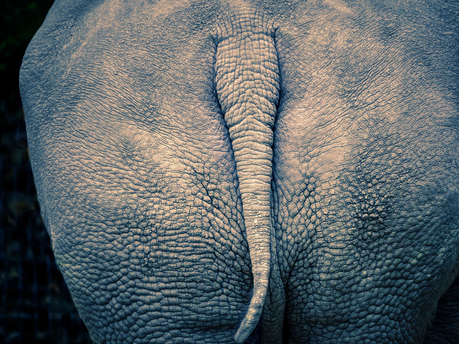 Cul d'éléphant. Je vous laisse imaginer son pouvoir. (Photo de Albrecht Frietz - Pixabay)