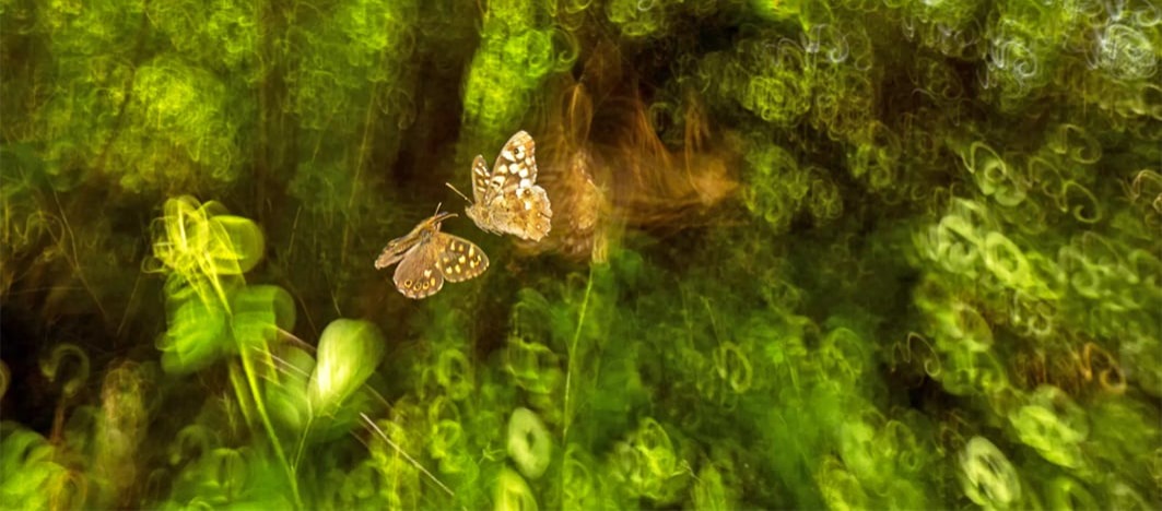 Butterfly Face-off © John Waters - British Wildlife Photography Awards 2025
