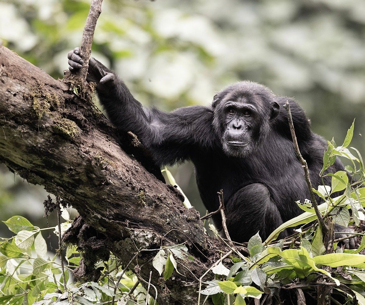 Hugo, le chimpanzé, avant de succomber aux braconniers. © Sabrina Krief