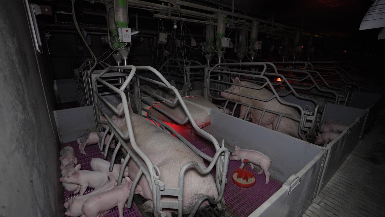 Image de la maternité porcine au coeur de la nouvelle enquête de L214 © L214