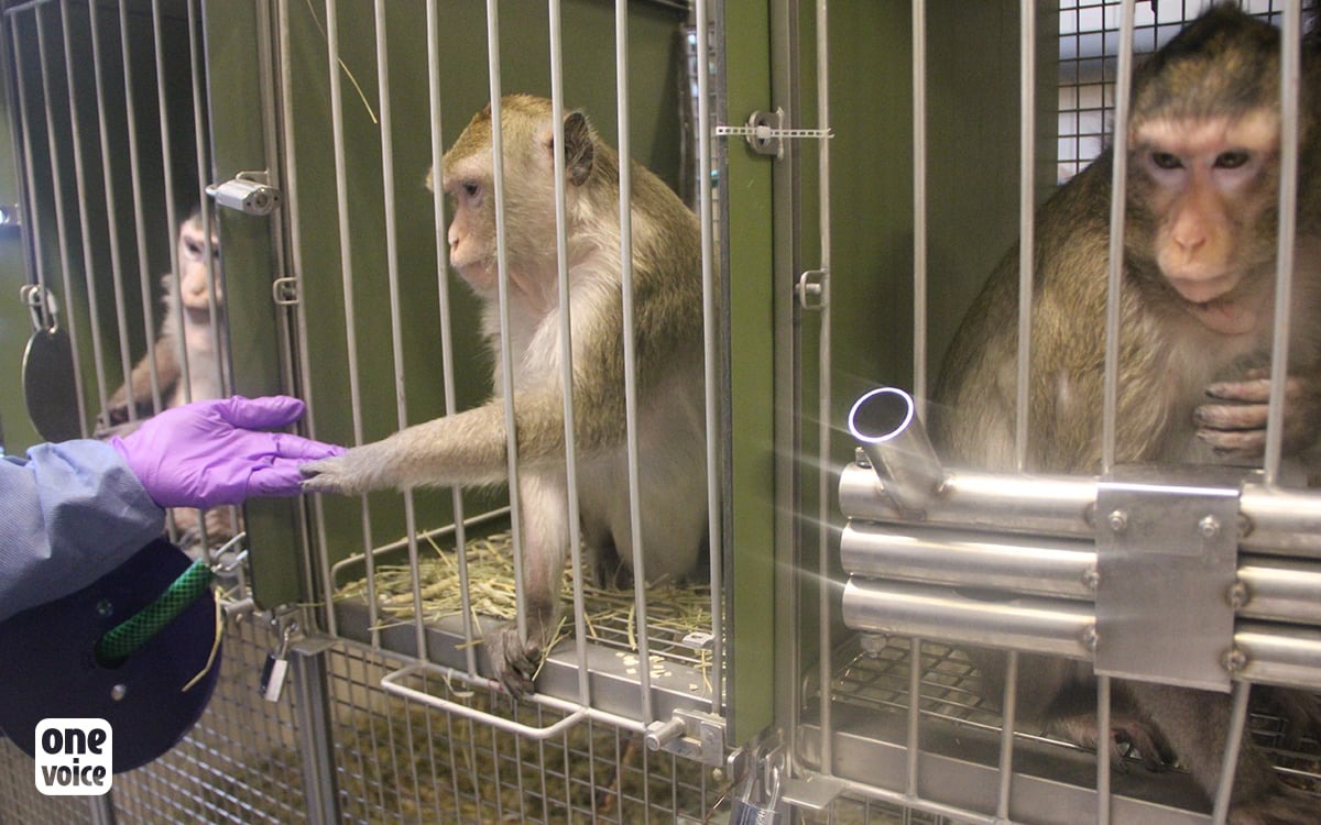 Des primates dans un laboratoire suédois. © One Voice